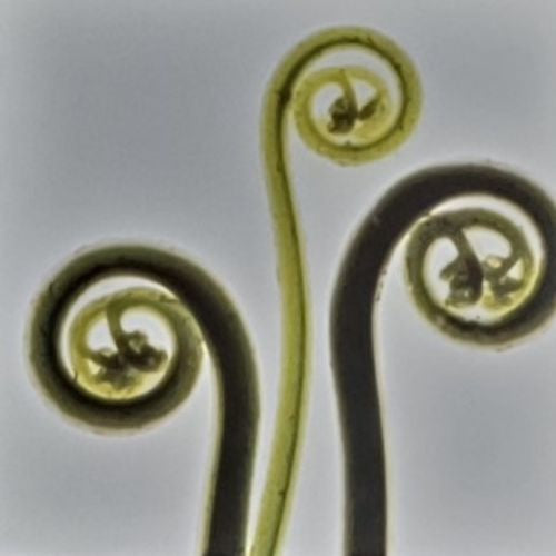 White Koru New Beginning Ceramic Tile - 15cm