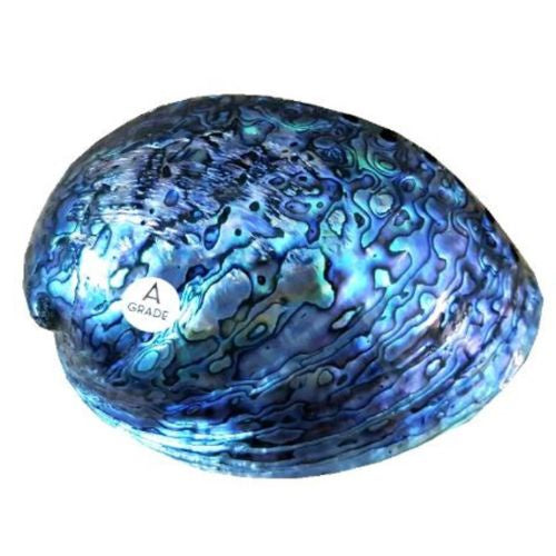 Paua Shell Polished - A Grade