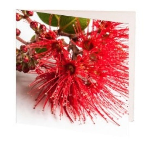 Pohutukawa Gift Card