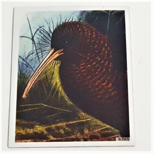 Art Magnet - Kiwi