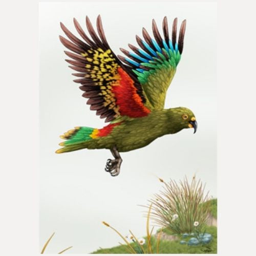 Sophie Blokker Unframed  Print - Kea in Flight