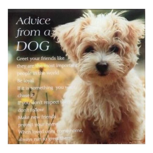 Advice from a Dog Plaque