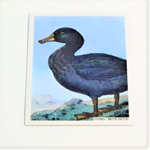 Art Magnet - Blue Duck - Whio