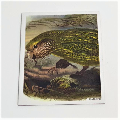 Art Magnet - Kakapo