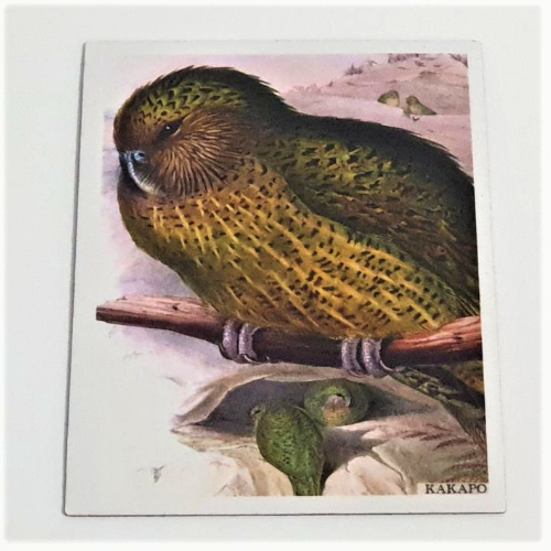 Art Magnet - Kakapo with Chicks