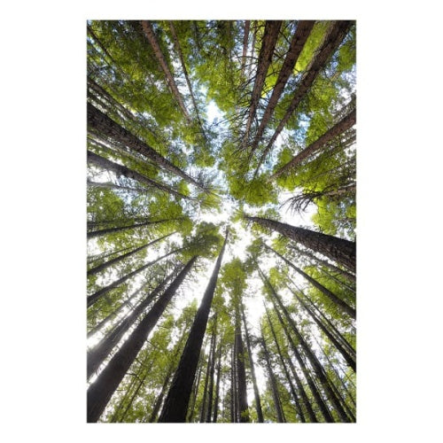 Trees Print on Glass
