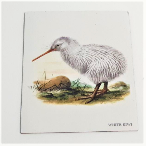 Art Magnet - White Kiwi