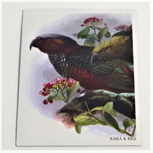Art Magnet - Kaka and Kea