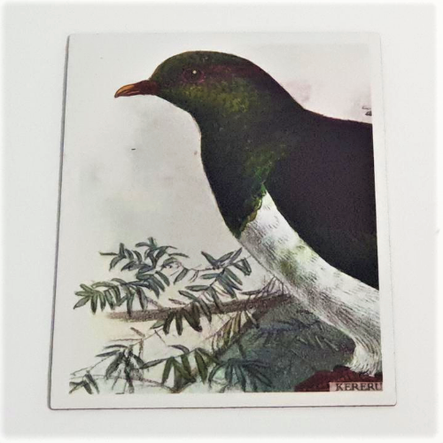 Art Magnet - Wood Pigeon - Kereru