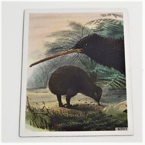 Art Magnet - Kiwi x 2