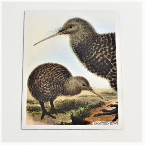 Art Magnet - Spotted Kiwis