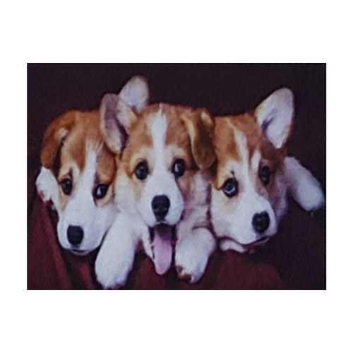 3 Puppies 30x40cm Diamond Art