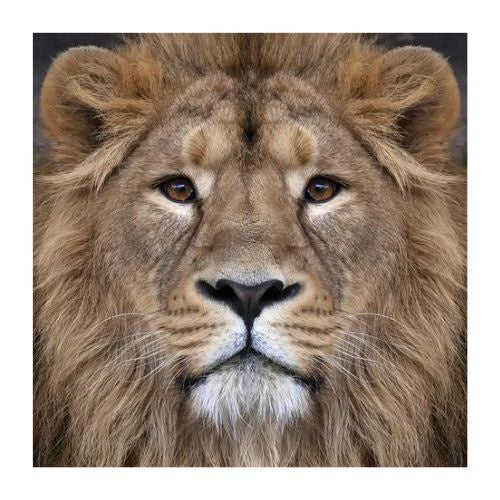 Lion Face 30x30cm Diamond Art