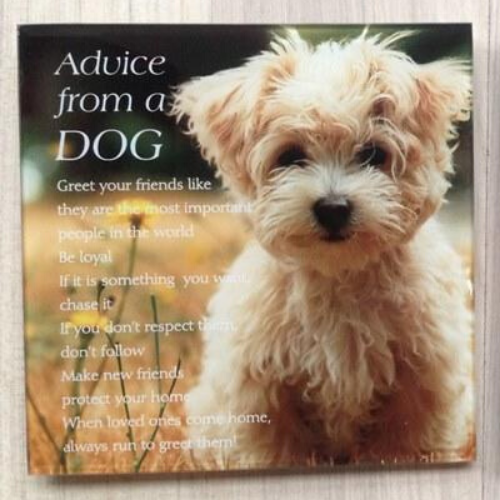 Advice from a Dog Plaque