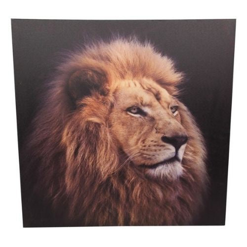 Lion Canvas Print - 50cm