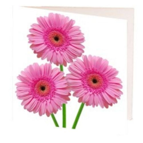 Pink Gerberas Gift Card