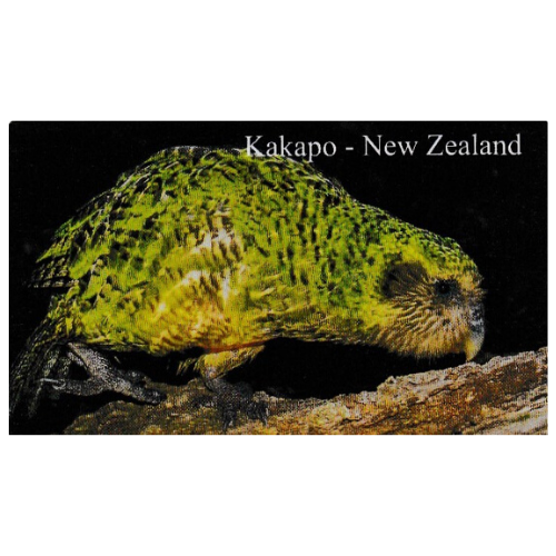 Scenic Magnet - Kakapo