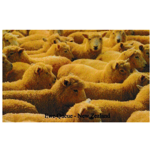 Scenic Magnet - Ewe Queue